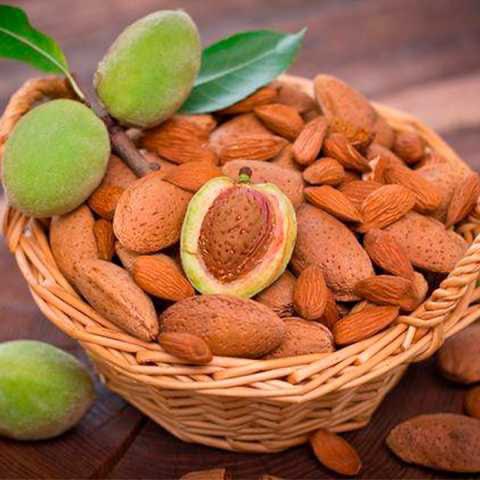 Bademi su građevni materijal za kosti, krv i kožu